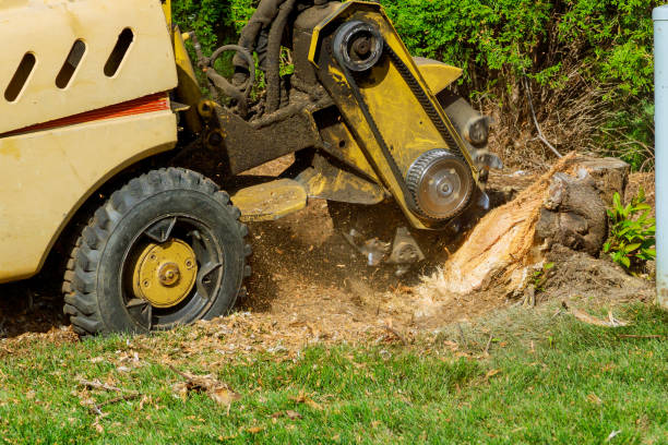 Trusted Vandergrift, PA Tree Service Experts